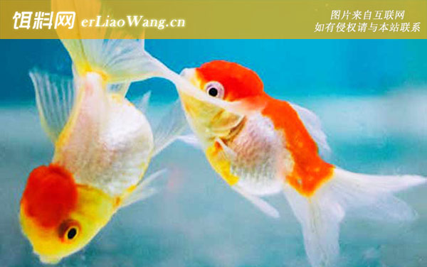 蛋种金鱼:文种金鱼