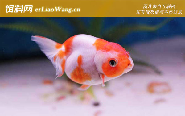 蛋种金鱼:蛋种金鱼