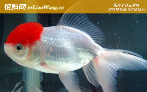 鹤顶红金鱼:象征意义