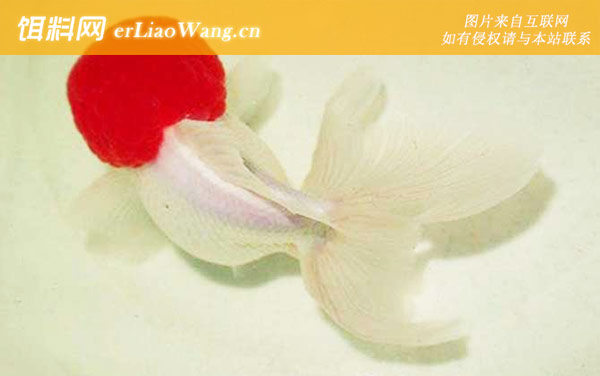 鹤顶红金鱼:饲养方法