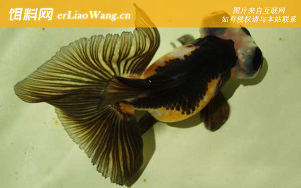 金鱼怎么养才能活得长久-品系划分