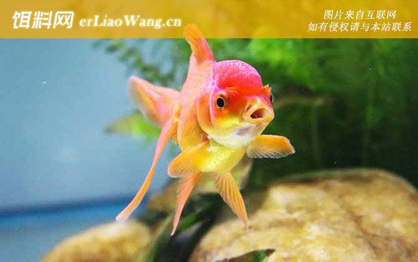 金鱼:鱼种论述