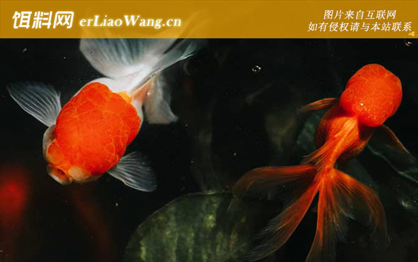 金鱼的记忆真的只有七秒吗-相关实验