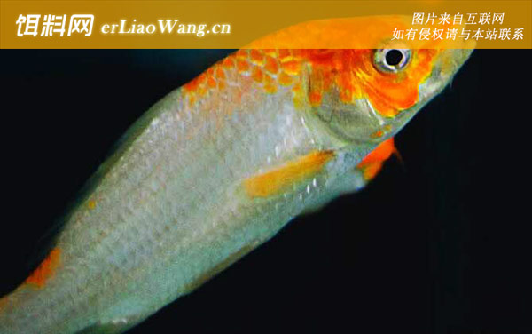 草金鱼:生活习性