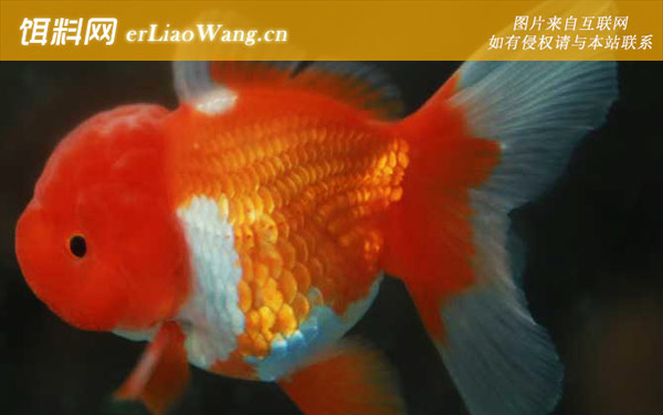 狮子头金鱼:品种分类