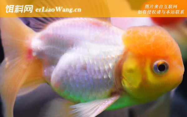 狮子头金鱼:饲养方法