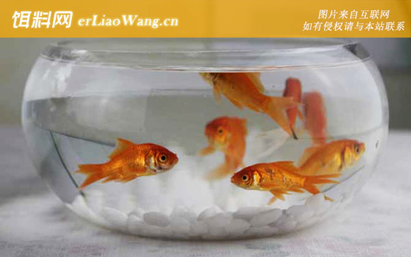 金鱼缸:选购方法