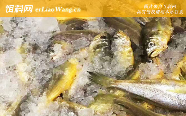 黄花鱼:分布范围