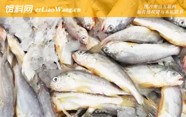 黄花鱼:品种分类