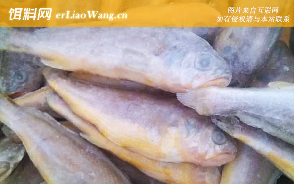 黄花鱼:食用价值