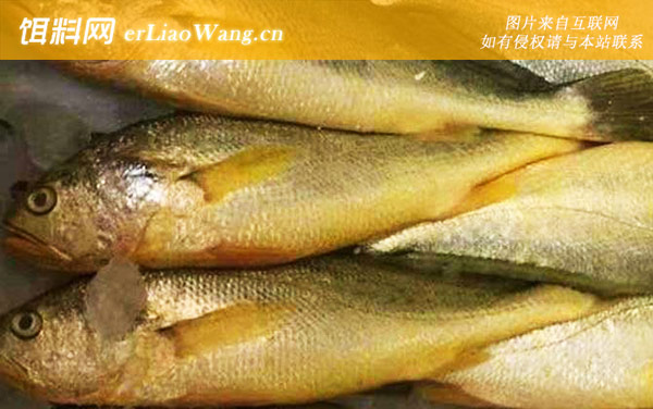 黄花鱼:分布范围