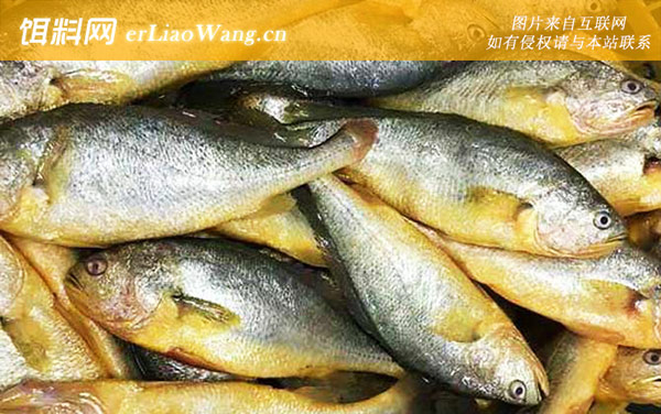 黄花鱼:生活习性