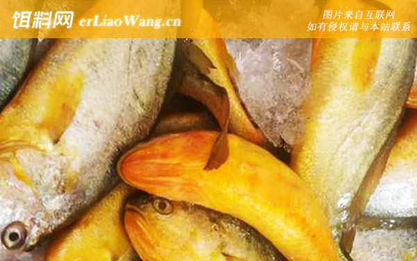 大黄鱼:生活习性