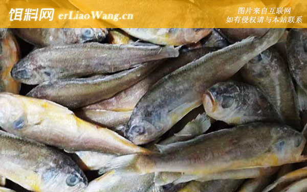 大黄鱼:产地分布