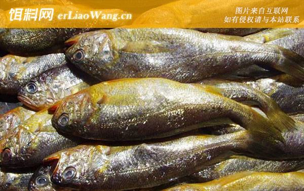 大黄鱼:食用价值