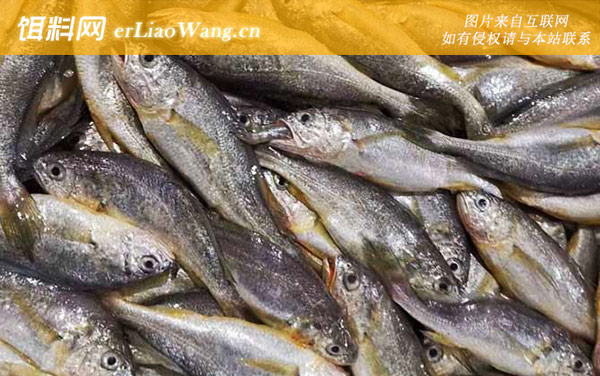 小黄鱼:生活习性