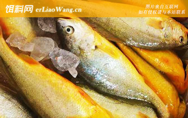 小黄鱼:食用价值