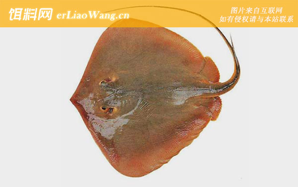 赤魟鱼:分布范围