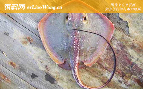 赤魟鱼:生活习性