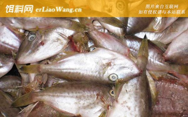 耗儿鱼:生活习性