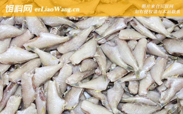 耗儿鱼:食用价值