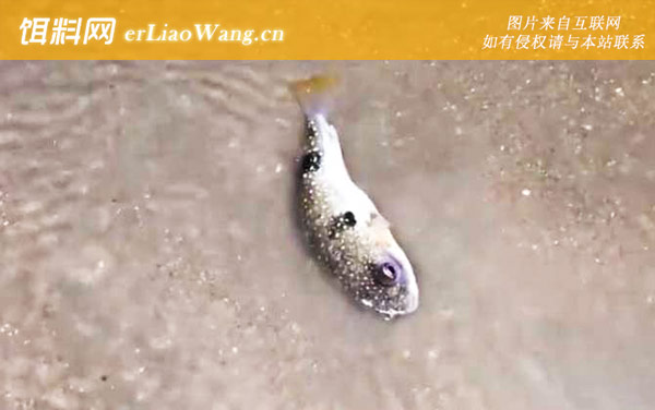 河豚毒素是一种什么毒-中毒处理