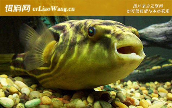 绿河豚:分布范围