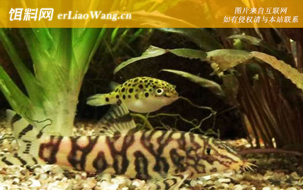 绿河豚:生活习性