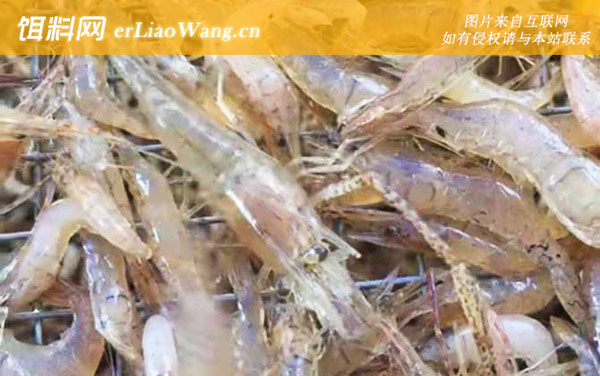 河虾养殖技术及注意事项-种苗放养