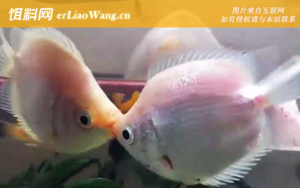 接吻鱼是什么鱼-分布范围