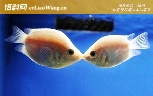 接吻鱼:生活习性