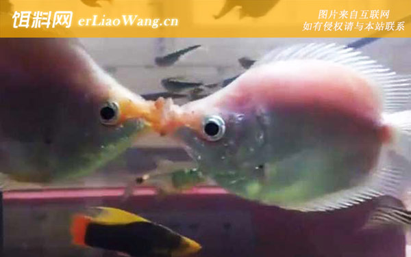 接吻鱼:饲养方法