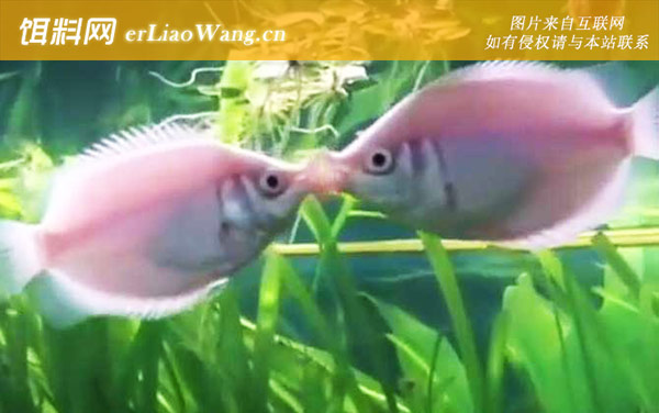 接吻鱼:饲养方法