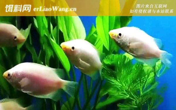 接吻鱼怎么养才不容易死-病害防治
