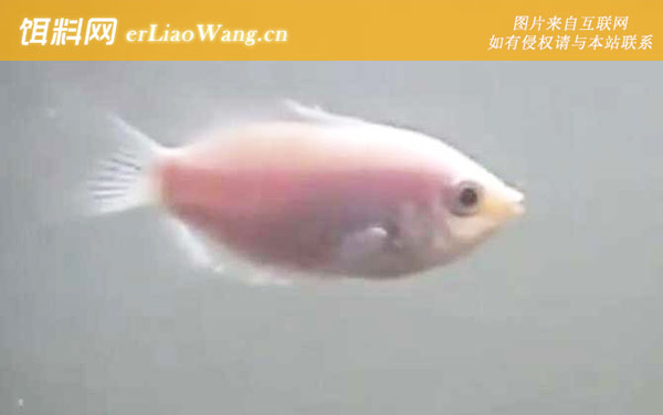 接吻鱼:食物习性