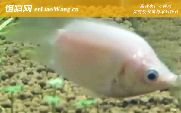 接吻鱼:饲养方法