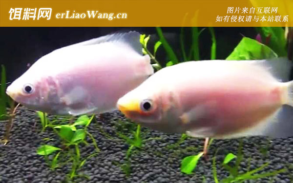 接吻鱼:生活习性