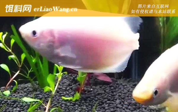 接吻鱼:饲养方法