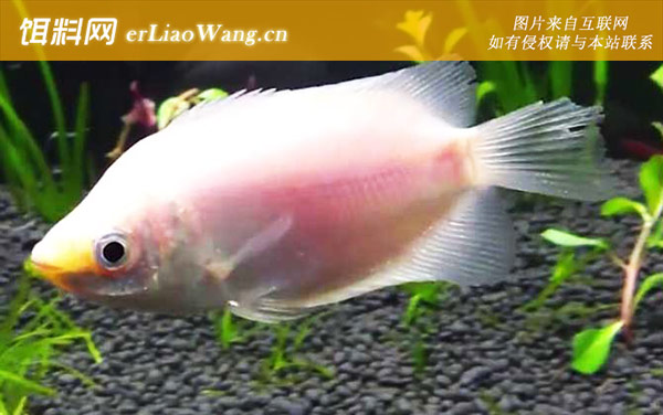 接吻鱼:分布范围