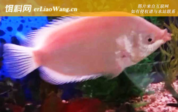 接吻鱼:生活习性