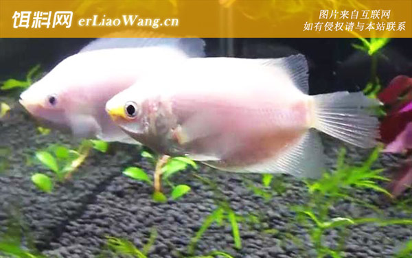 接吻鱼:缺少竞争