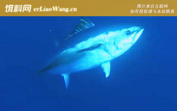 金枪鱼:分布范围