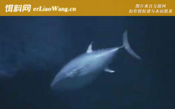 金枪鱼:生活习性