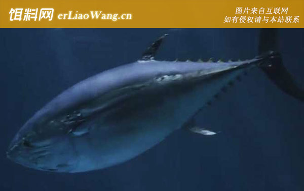 金枪鱼是什么鱼-物种分类