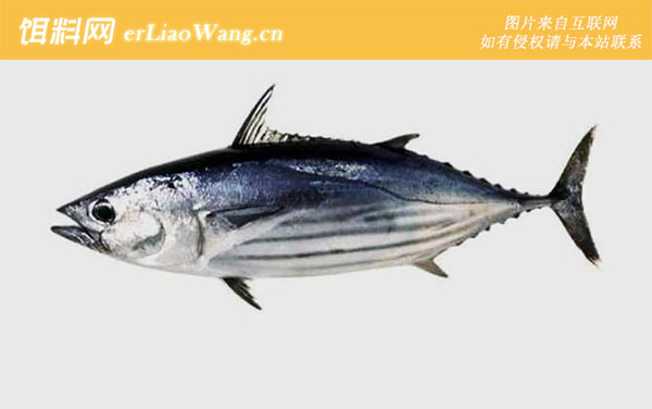 蓝鳍金枪鱼:鲣属