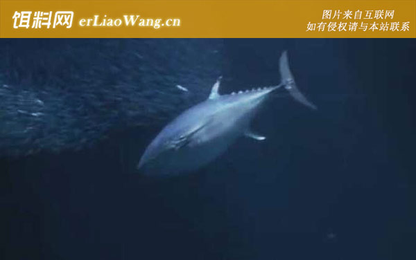 金枪鱼:食用价值