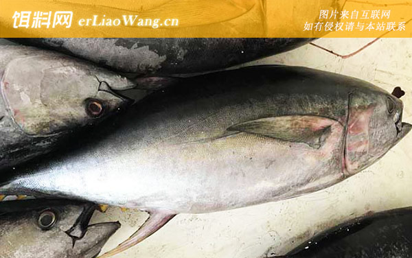 金枪鱼价格多少钱一斤-种类划分