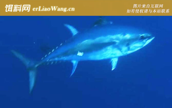 蓝鳍金枪鱼:分布范围