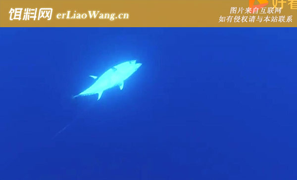 蓝鳍金枪鱼价格多少钱一斤-食用价值