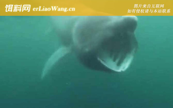 鲨鱼是什么鱼-物种分类